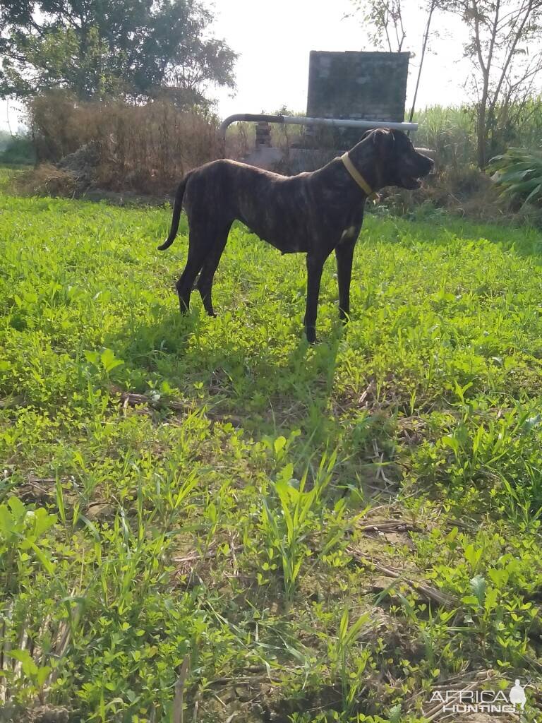 Hunting Dogs India