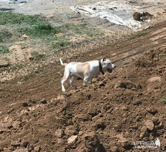 Hunting Dogs India