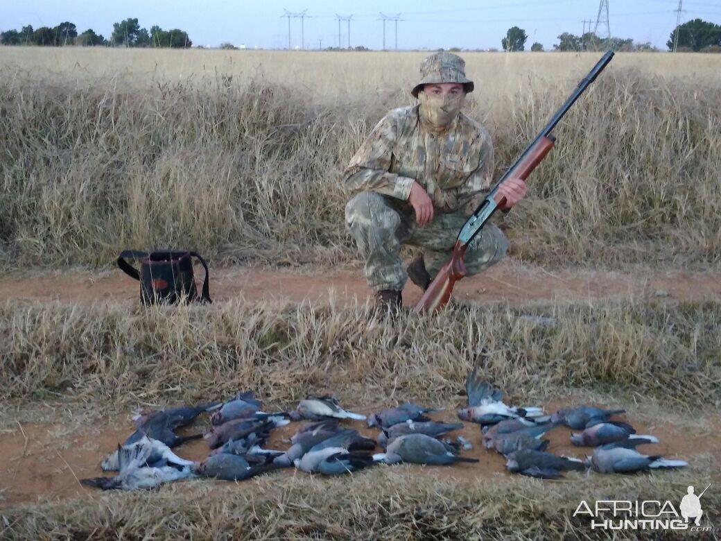 Hunting Dove in South Africa