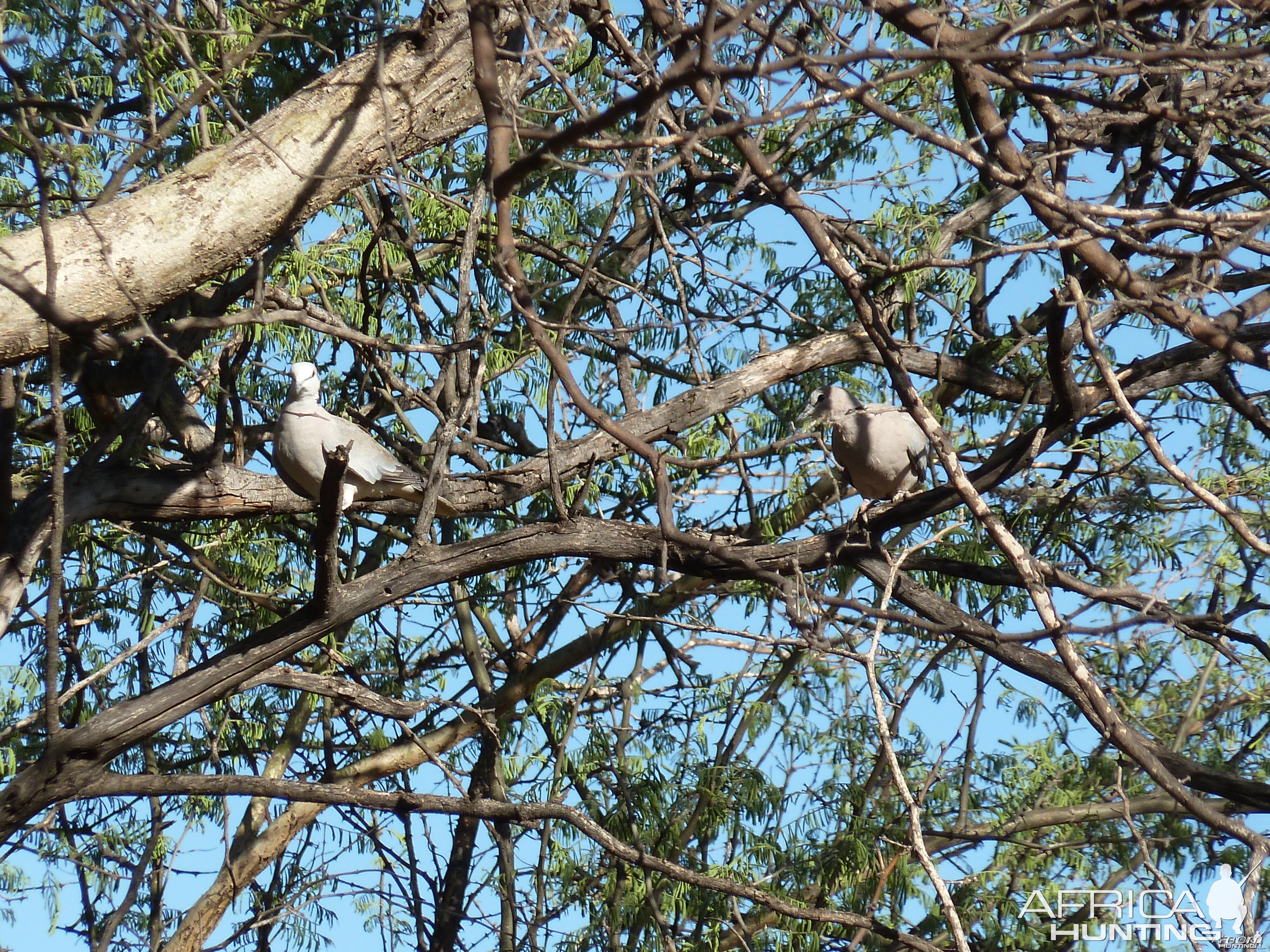 Hunting Dove