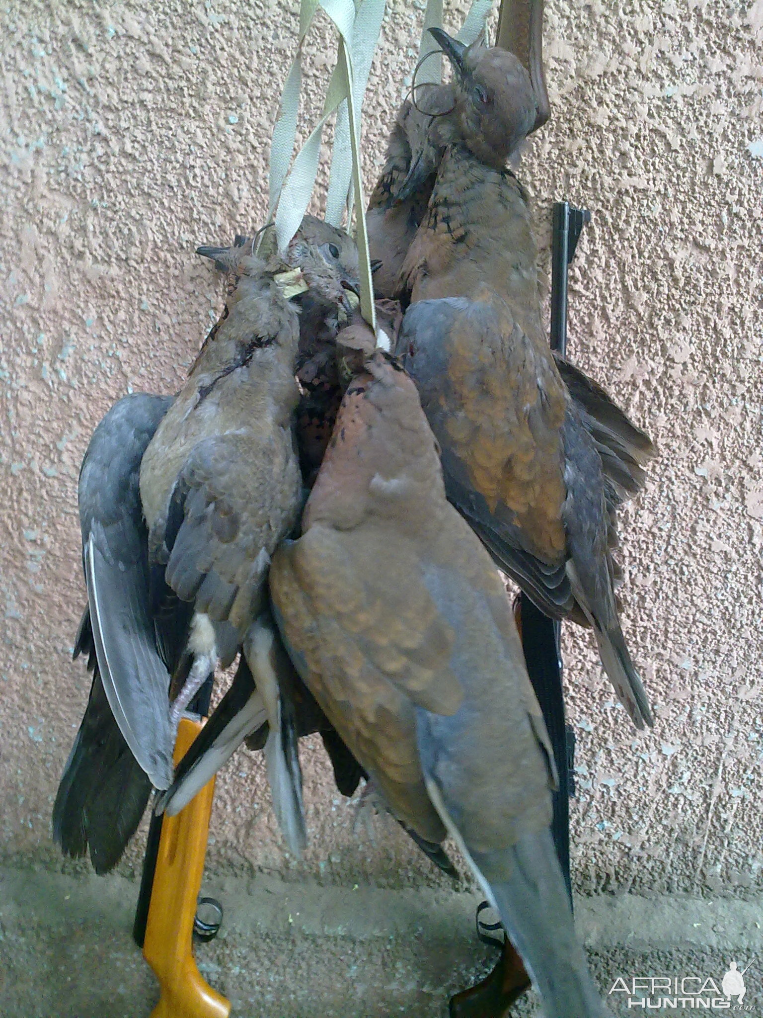 Hunting Doves in Egypt