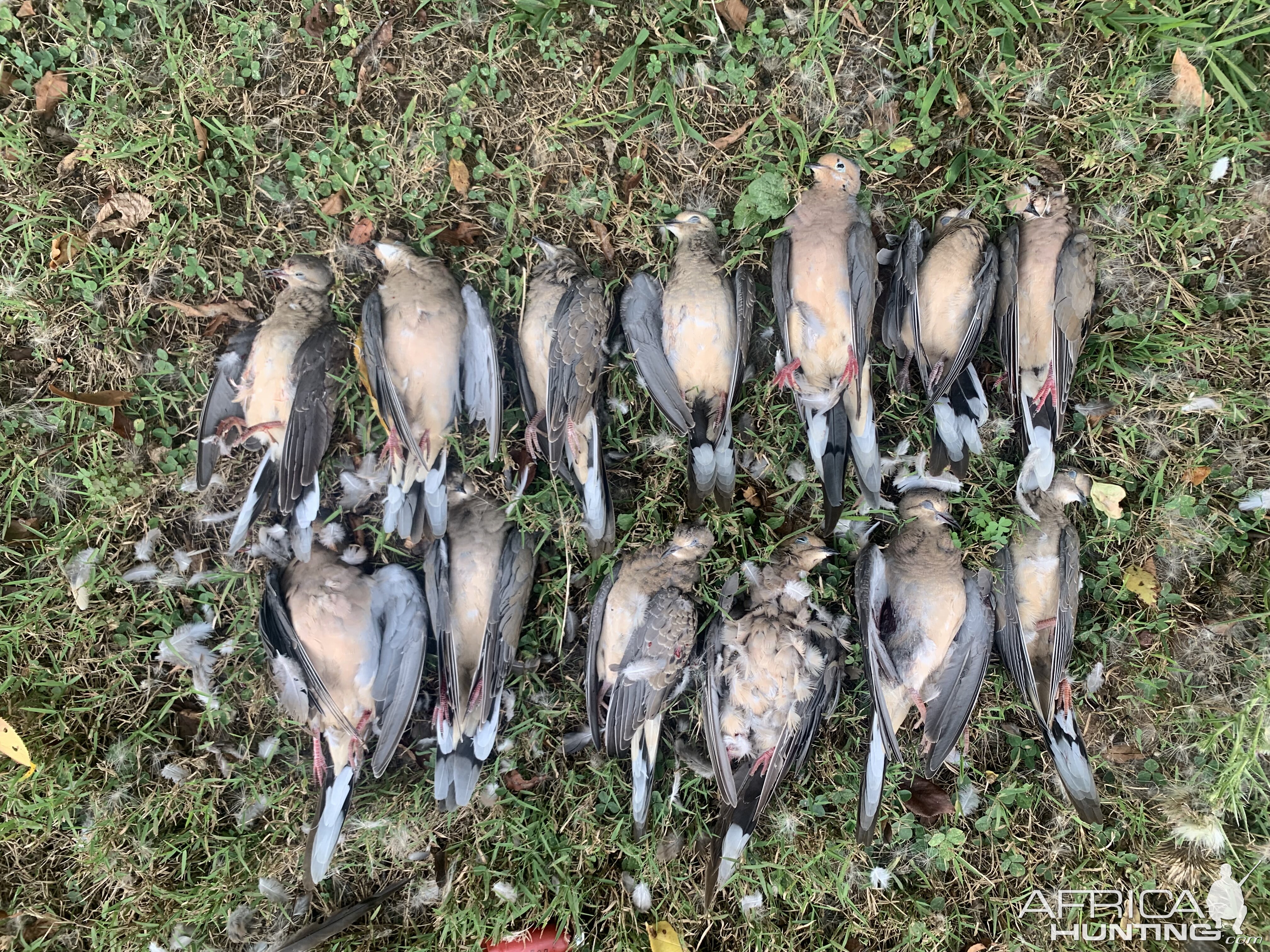 Hunting Doves Maryland USA