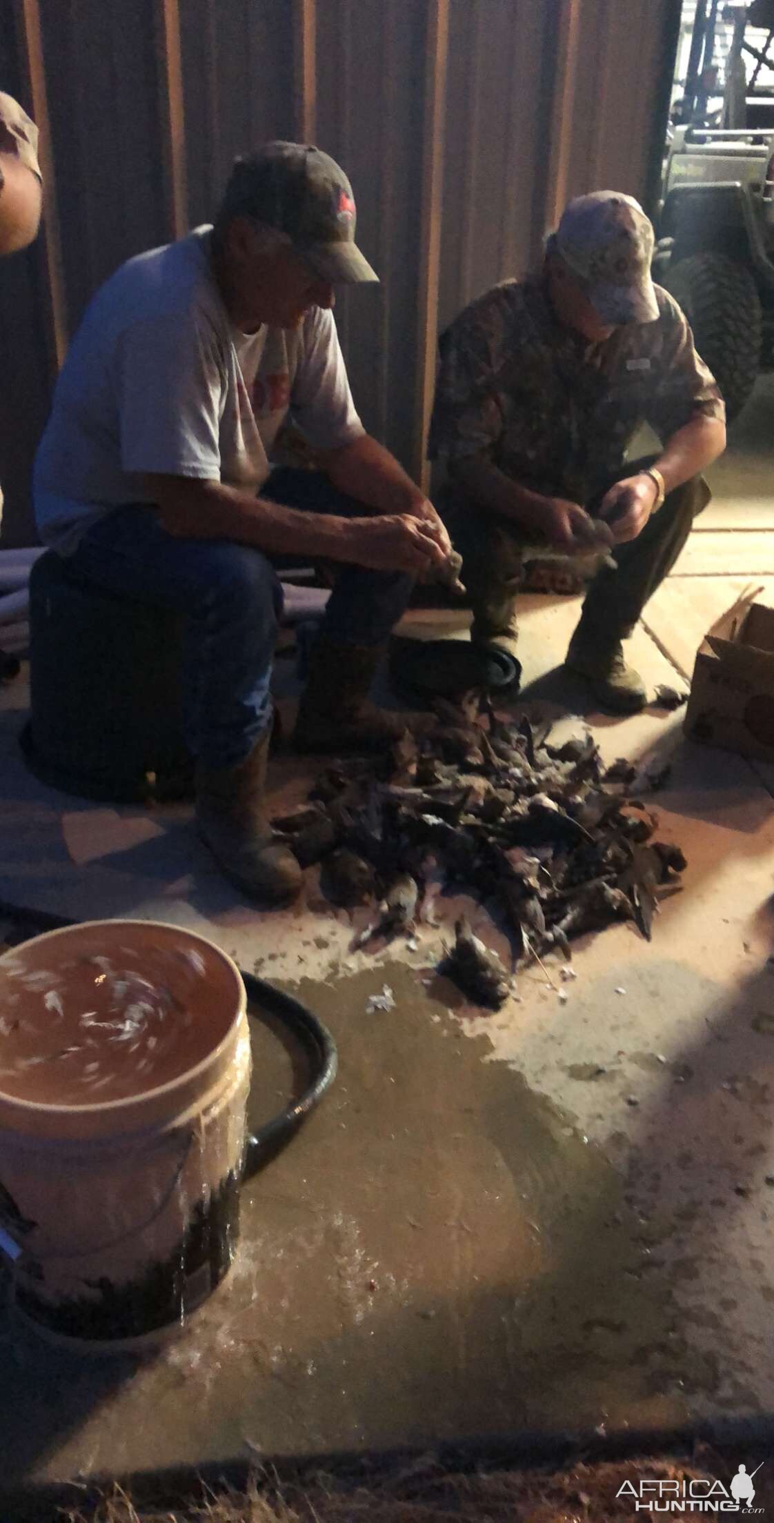 Hunting Doves Texas USA