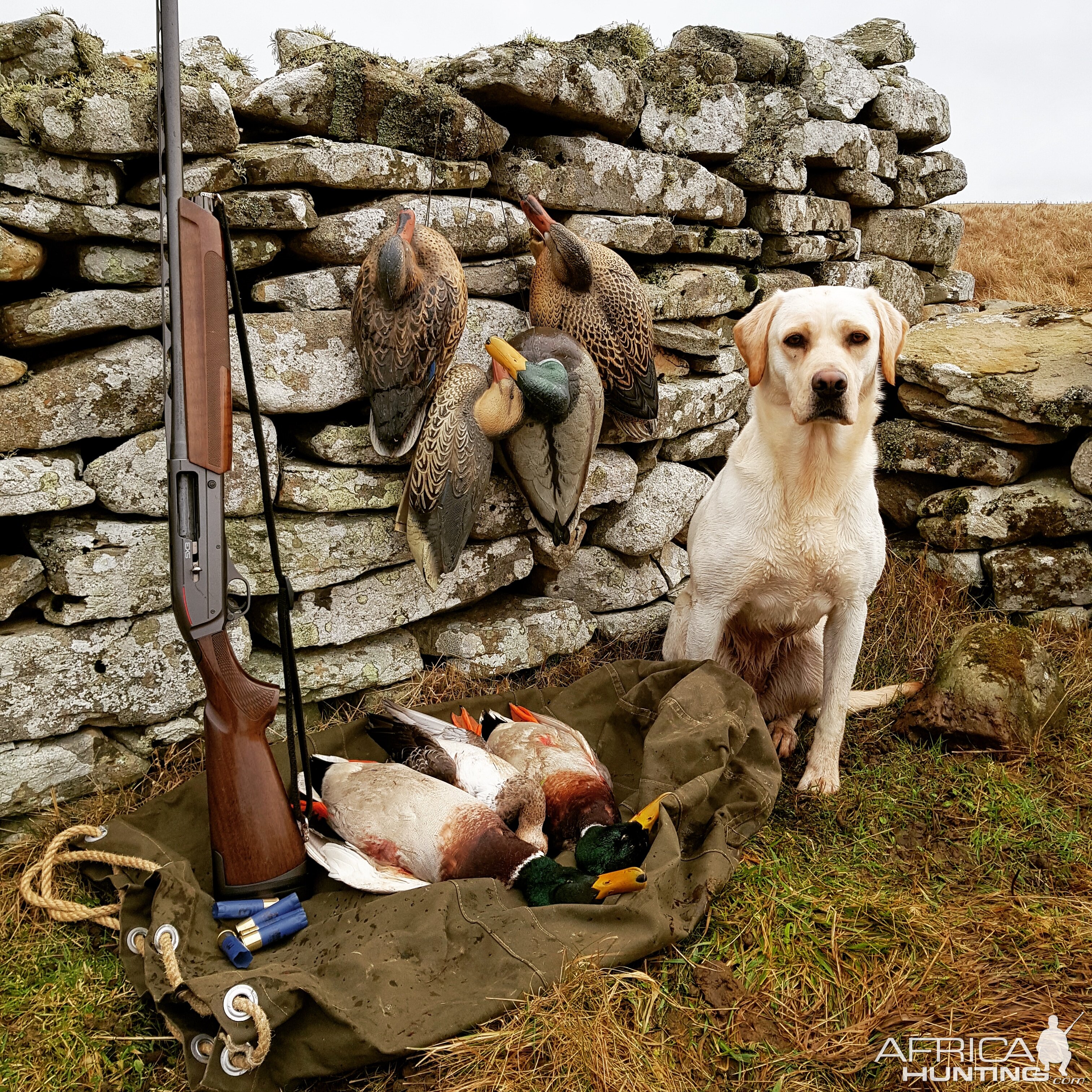 Hunting Ducks in Shetland