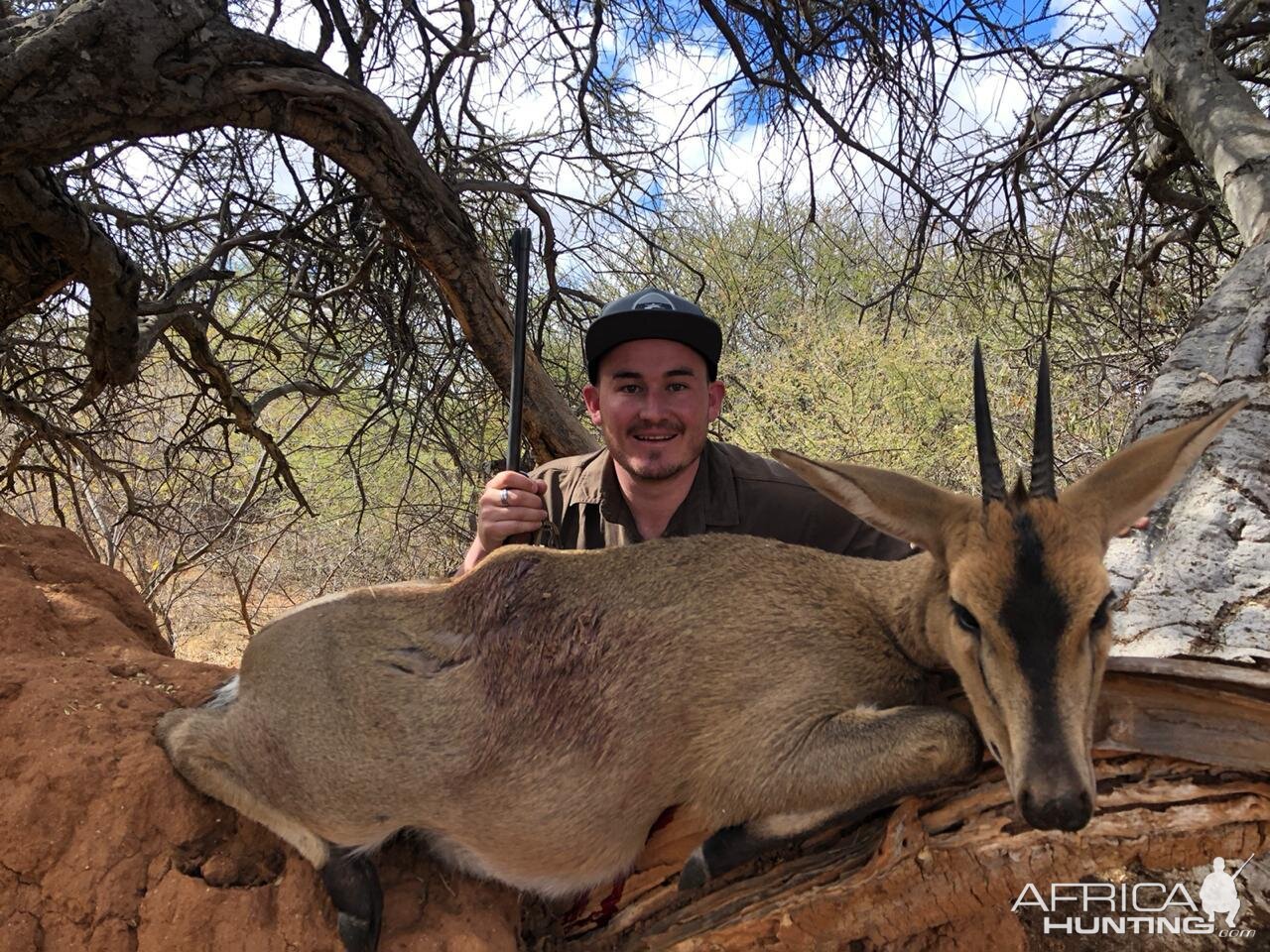 Hunting Duiker in South Africa