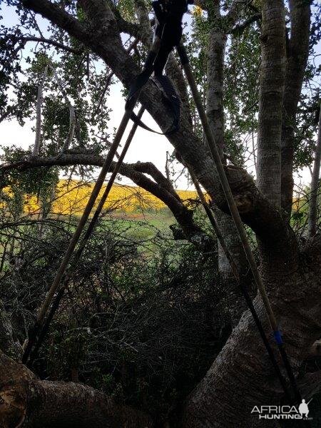 Hunting Duiker in South Africa