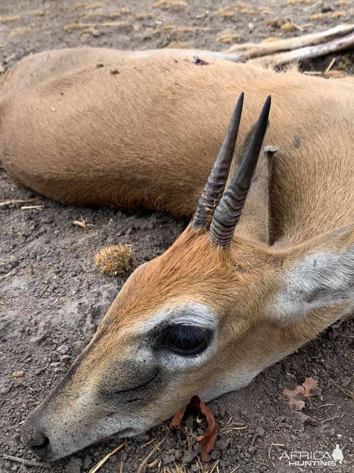 Hunting Duiker in Zambia