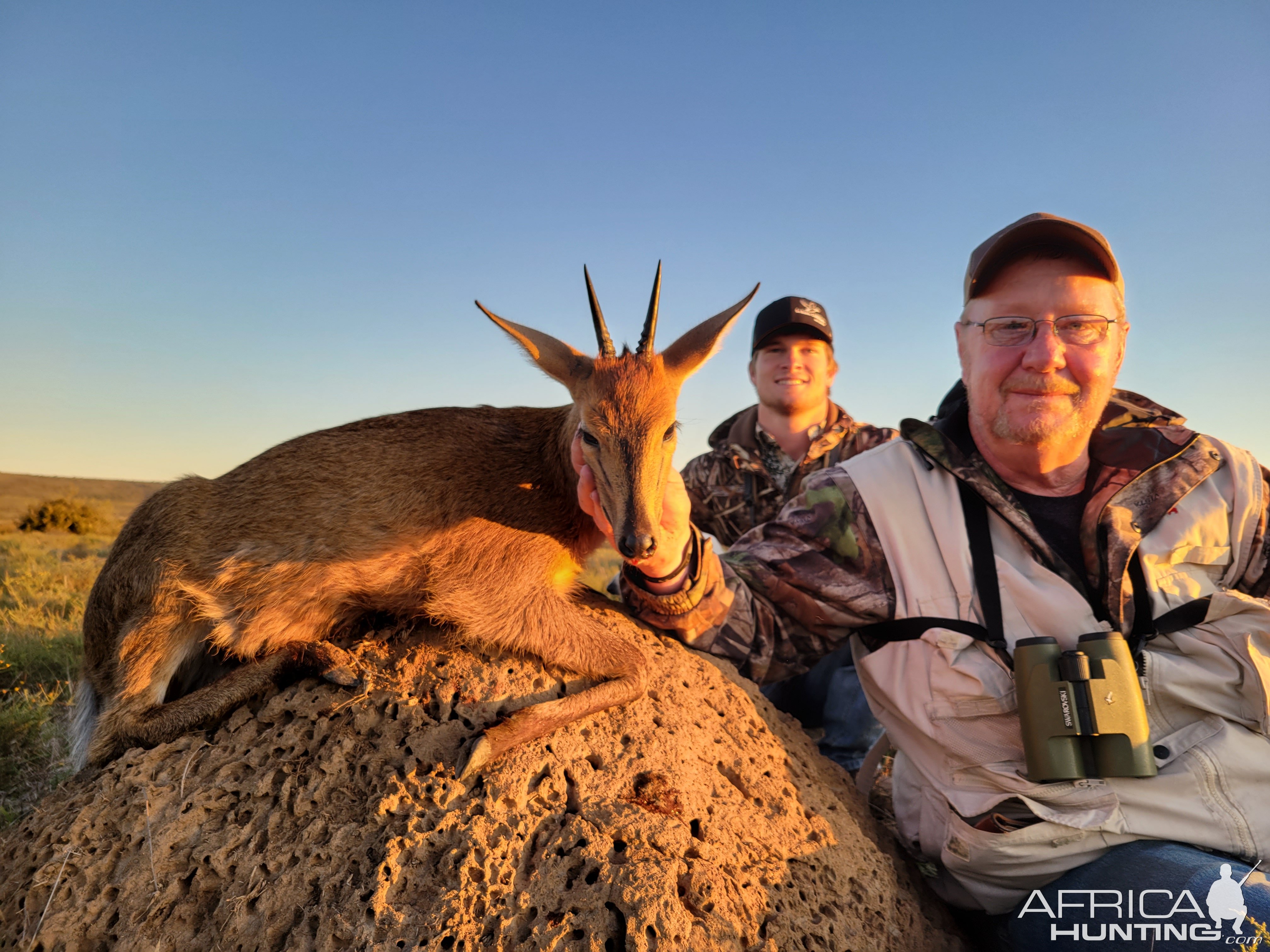 Hunting Duiker South Africa