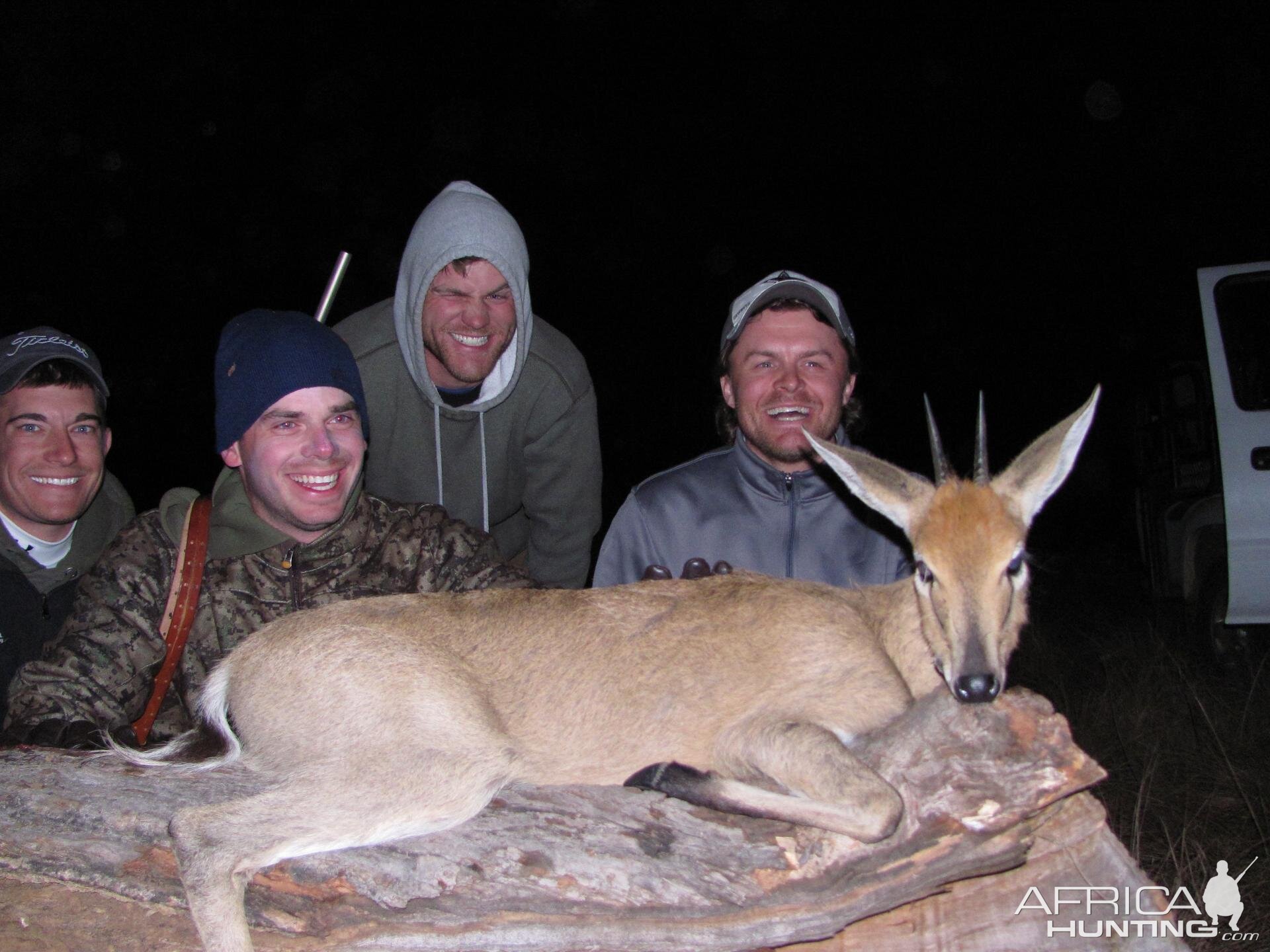 Hunting Duiker