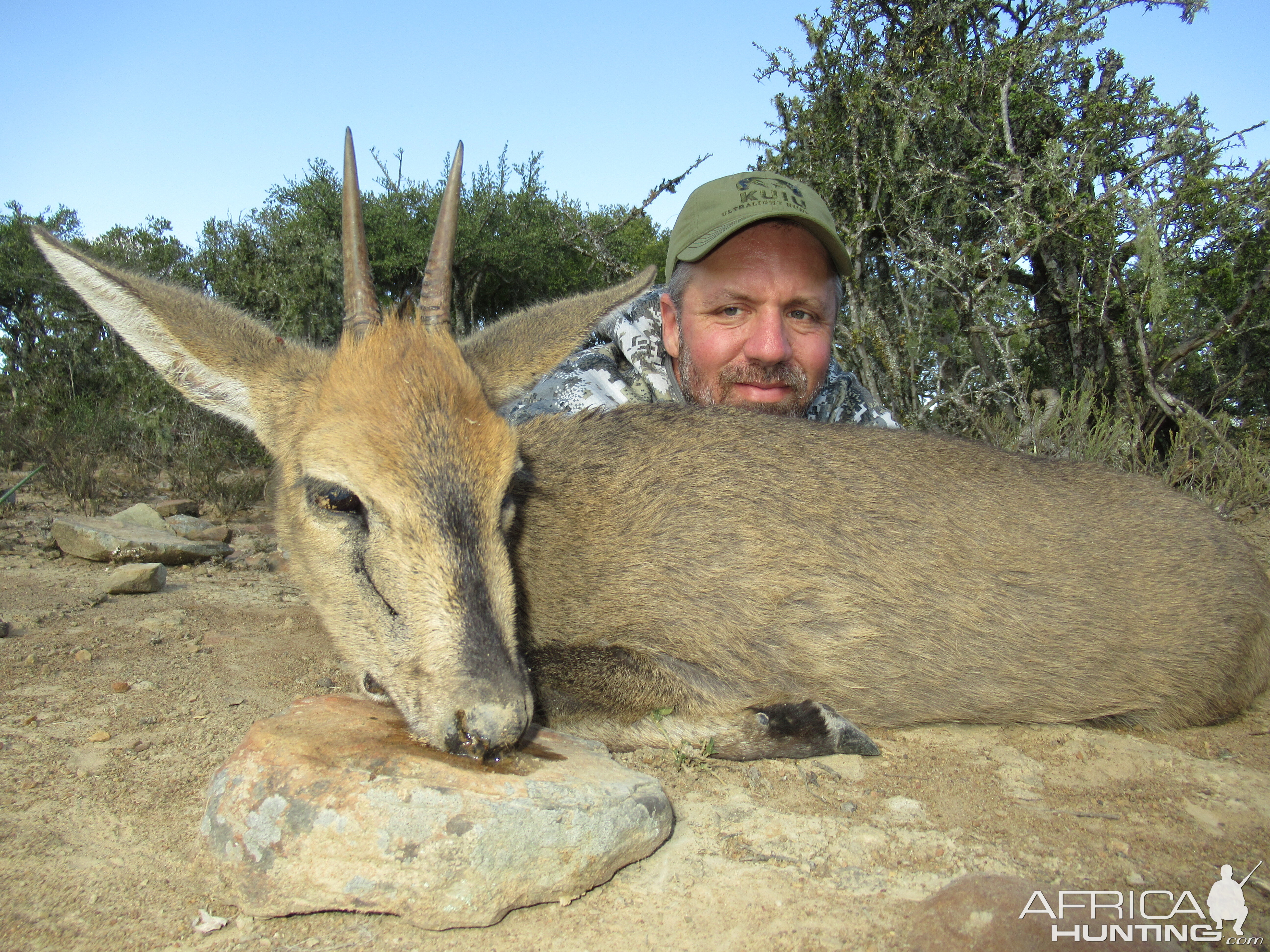 Hunting Duiker