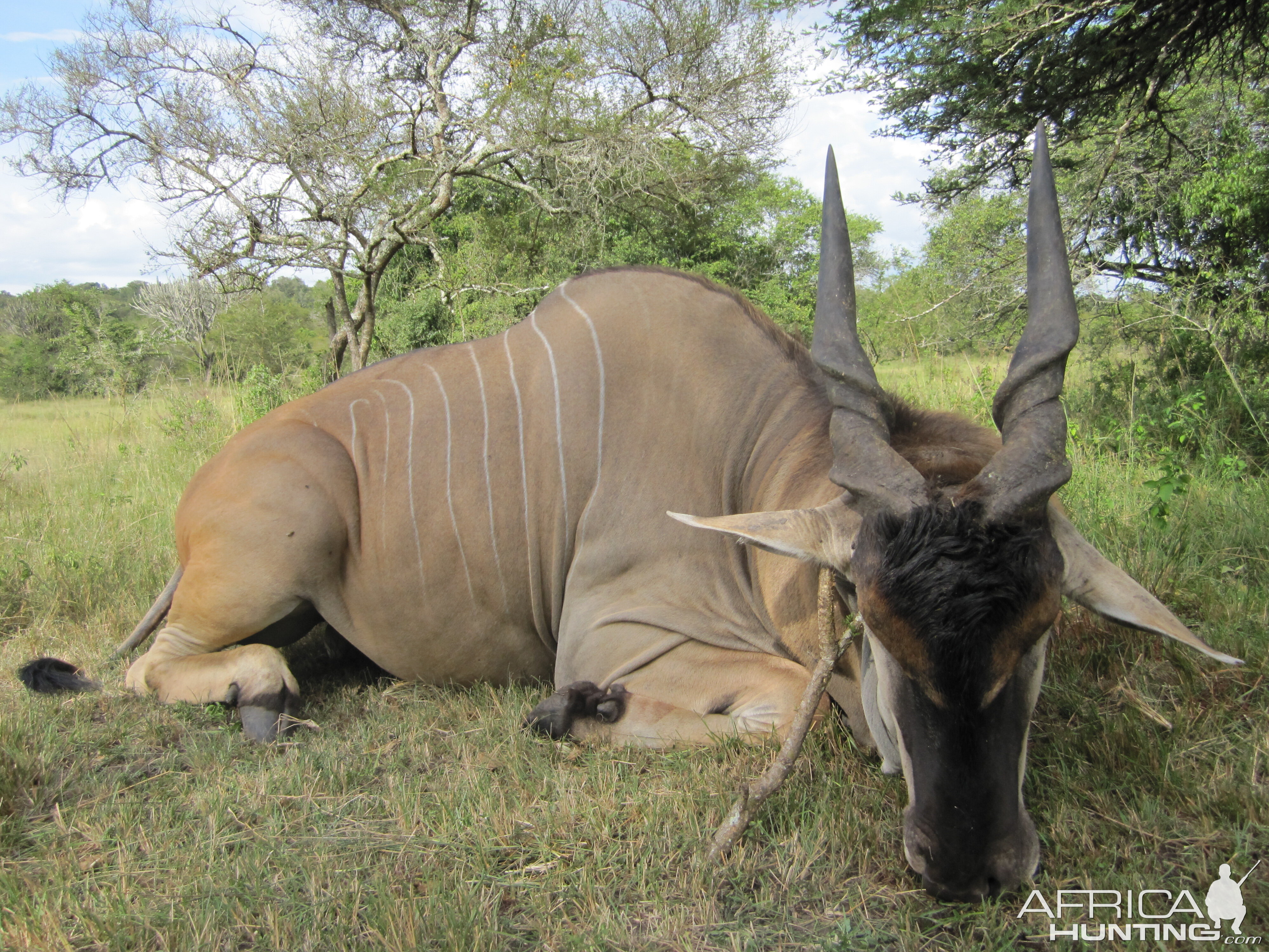 Hunting East African Eland Uganda