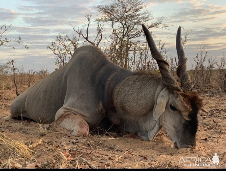 Hunting Eland in Namibia