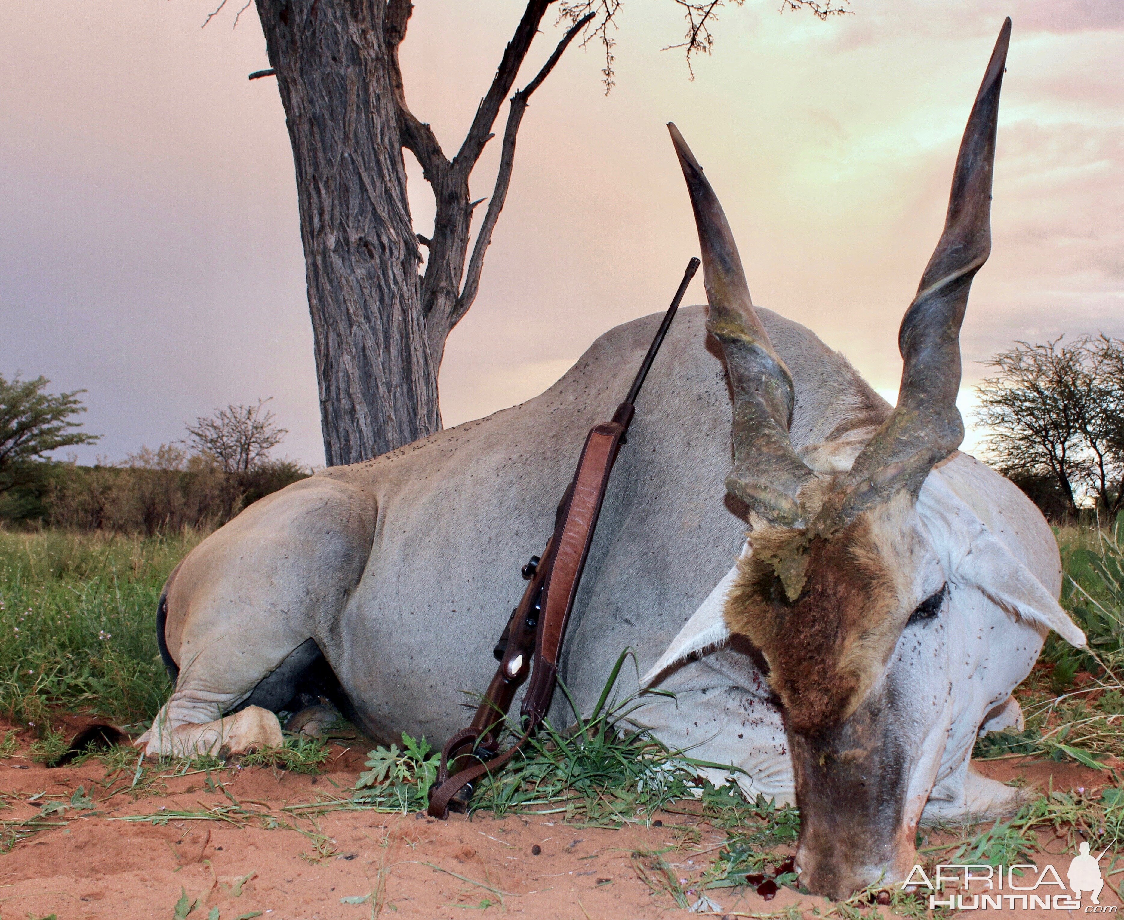 Hunting Eland in Namibia