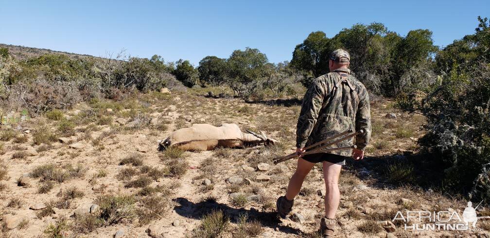 Hunting Eland in South Africa