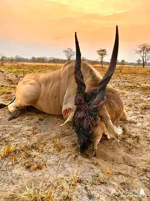 Hunting Eland in Zambia