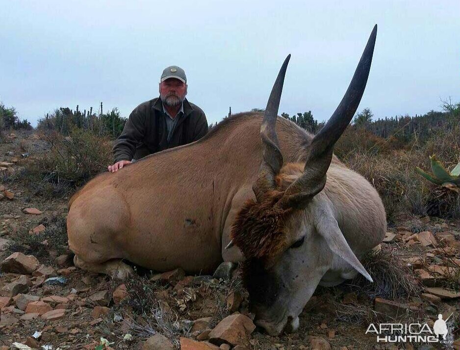 Hunting Eland South Africa