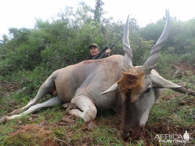 Hunting Eland South Africa