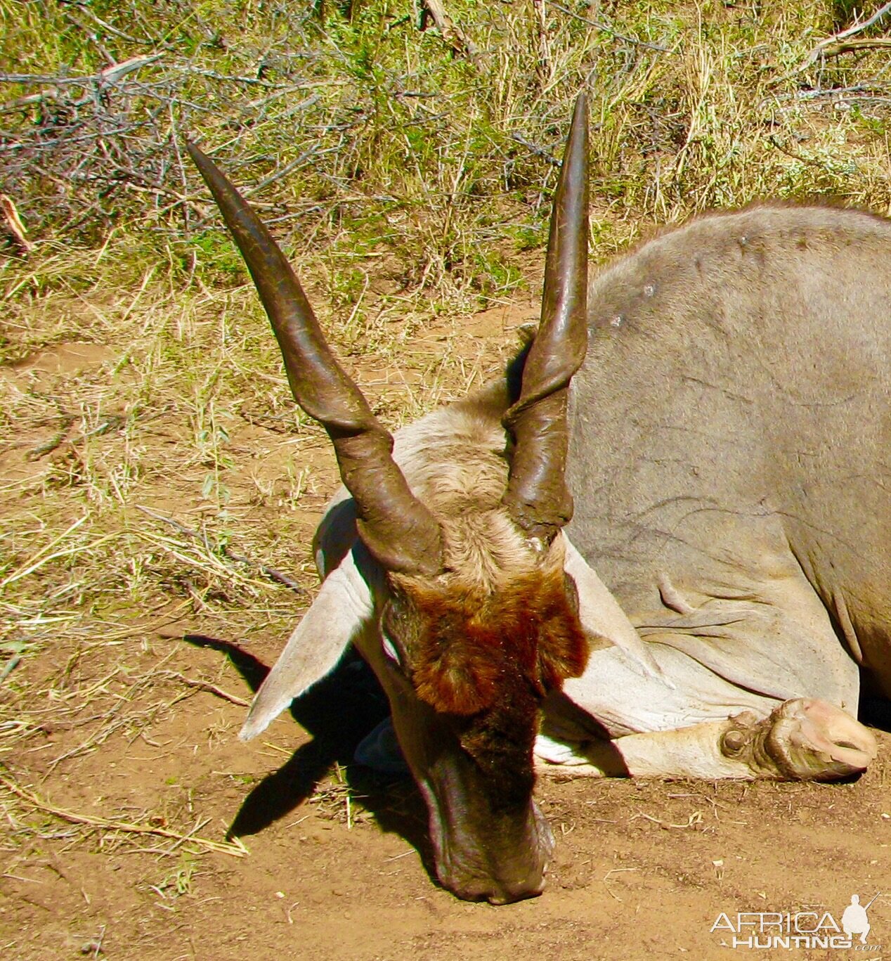 Hunting Eland South Africa