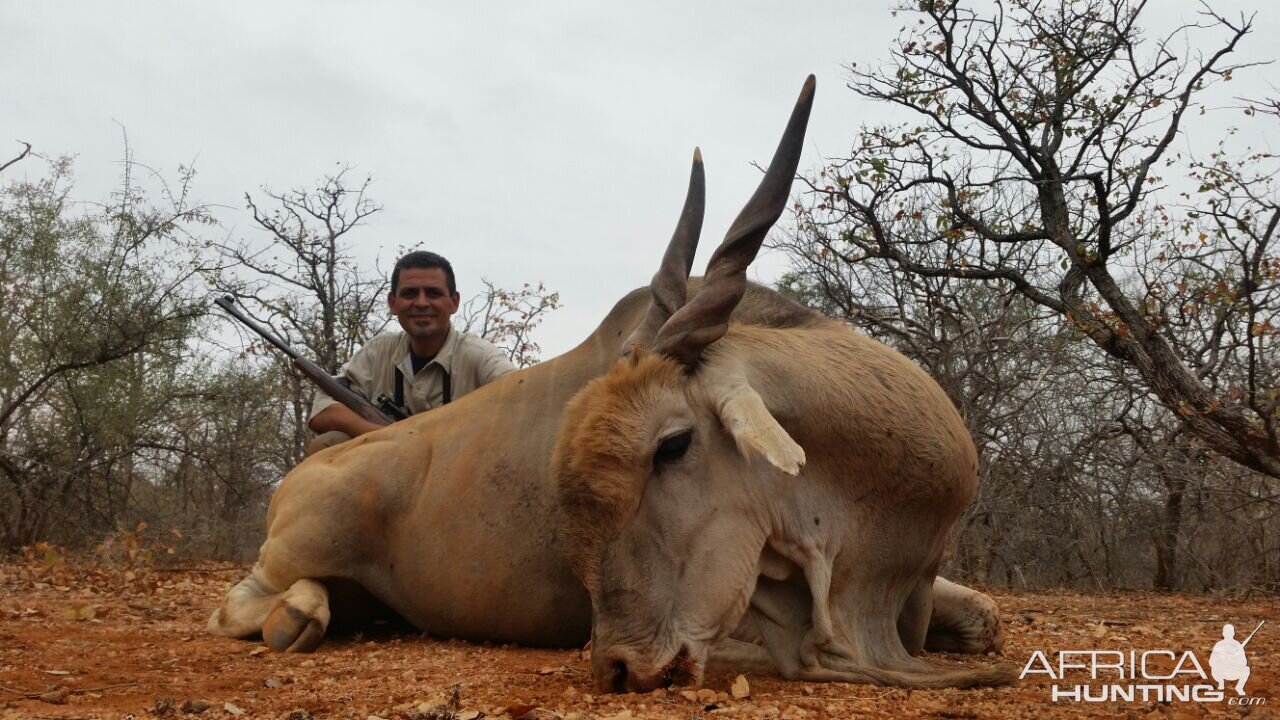 Hunting Eland South Africa