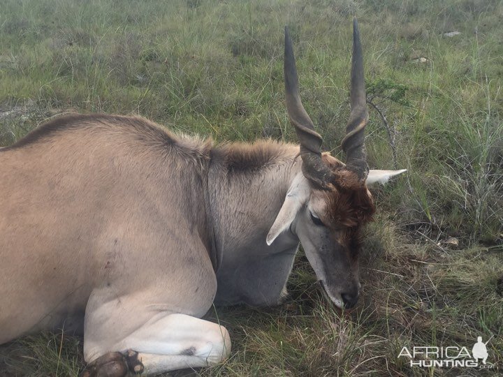 Hunting Eland South Africa