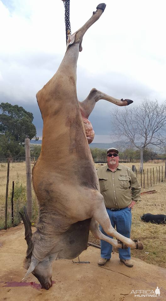 Hunting Eland South Africa