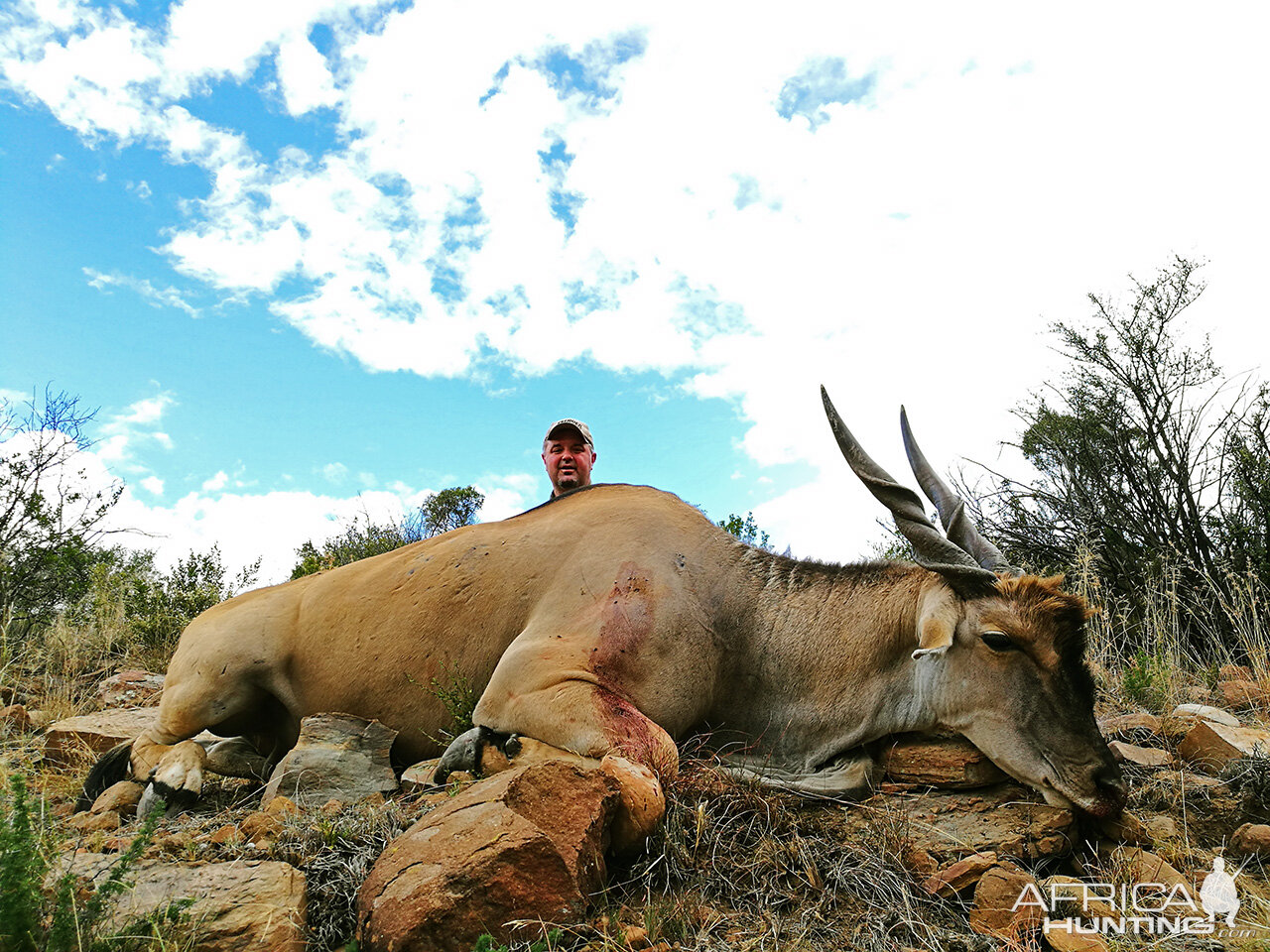 Hunting Eland South Africa