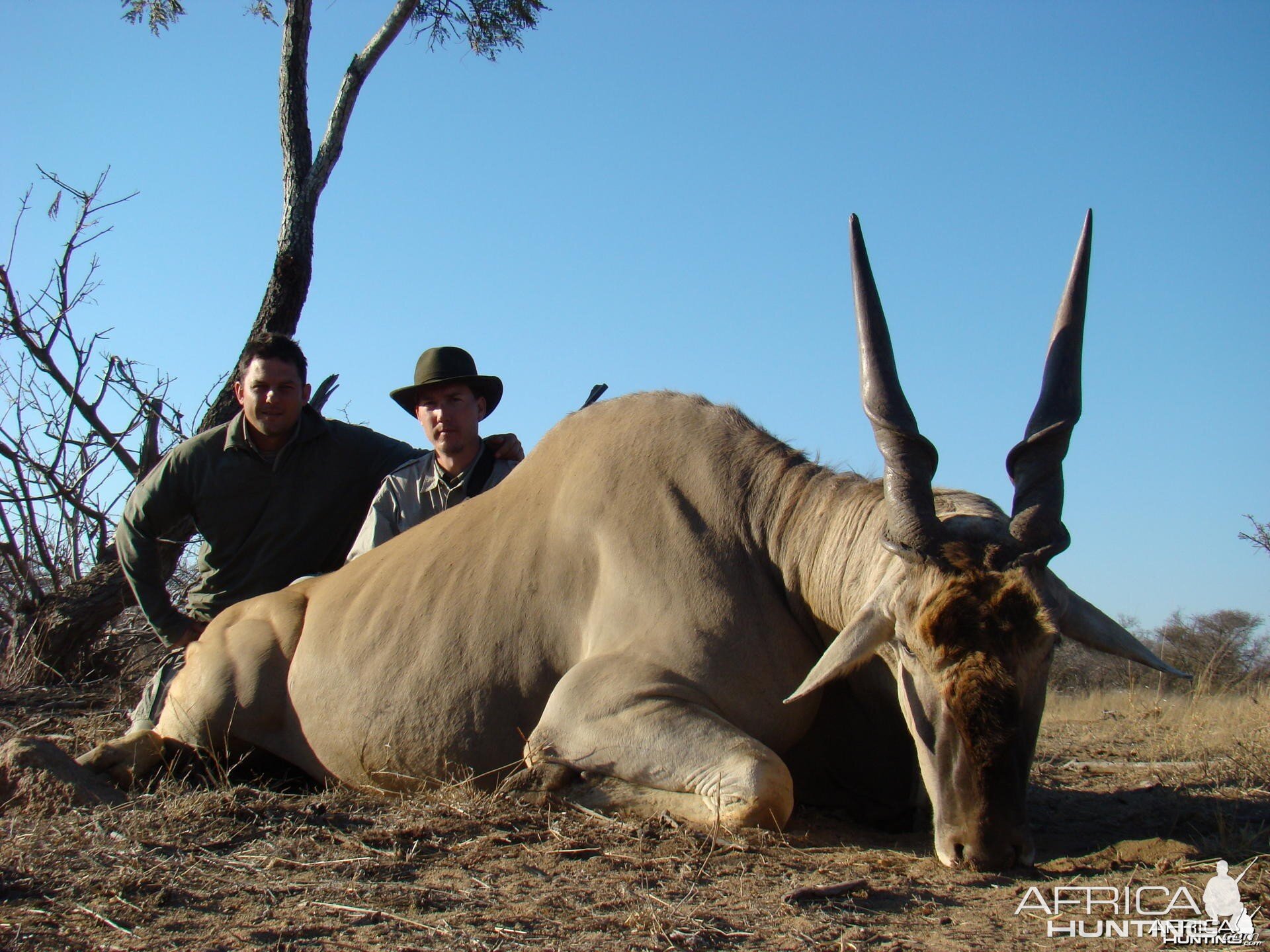 Hunting Eland