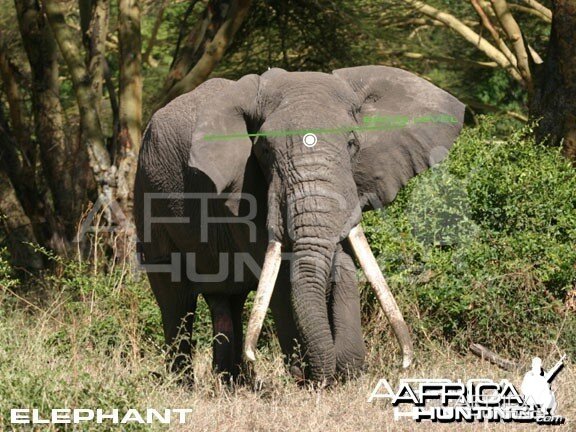 Hunting Elephant Front View Shot Placement