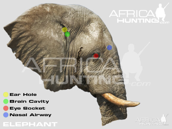 Hunting Elephant Head Shot Placement