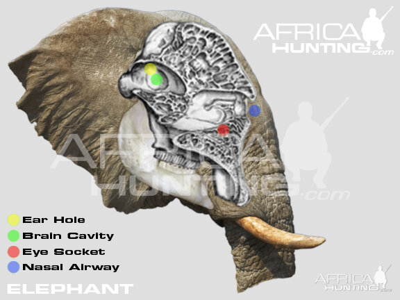 Hunting Elephant Head Shot Placement