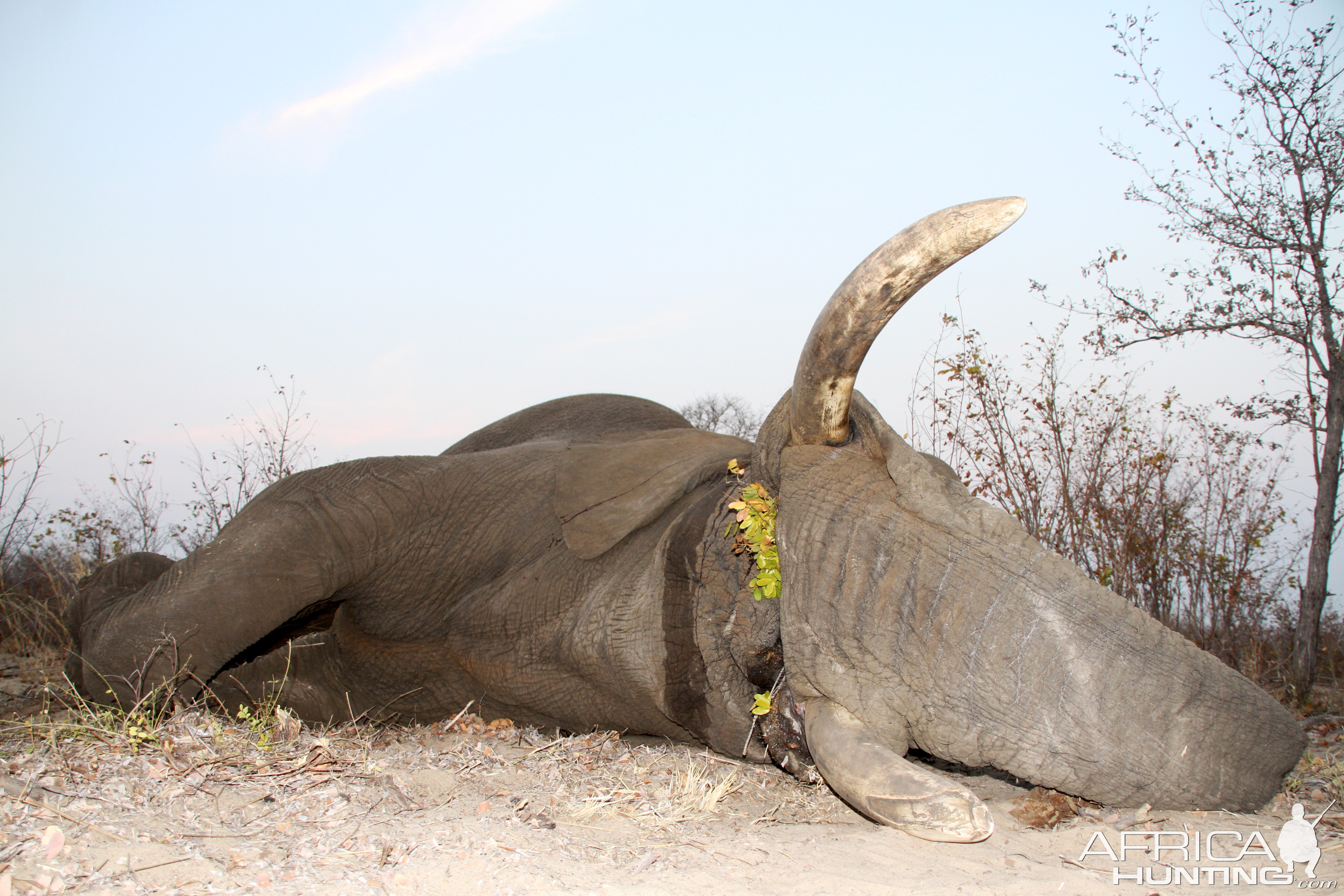 Hunting Elephant in Namibia