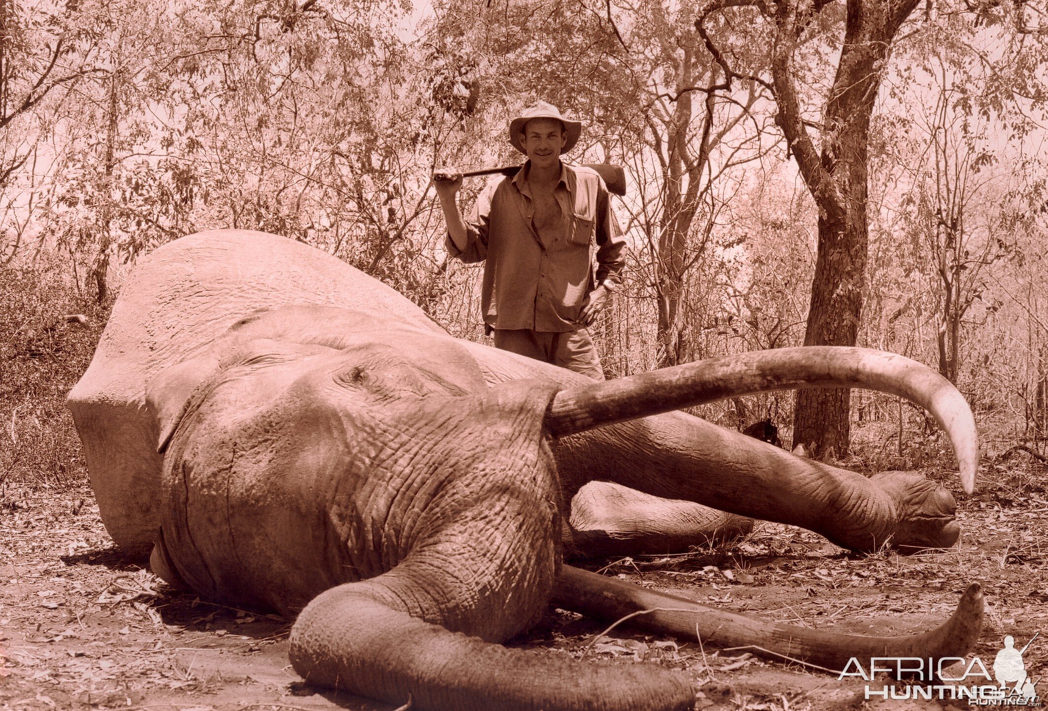 Hunting Elephant in Tanzania, 244 cm