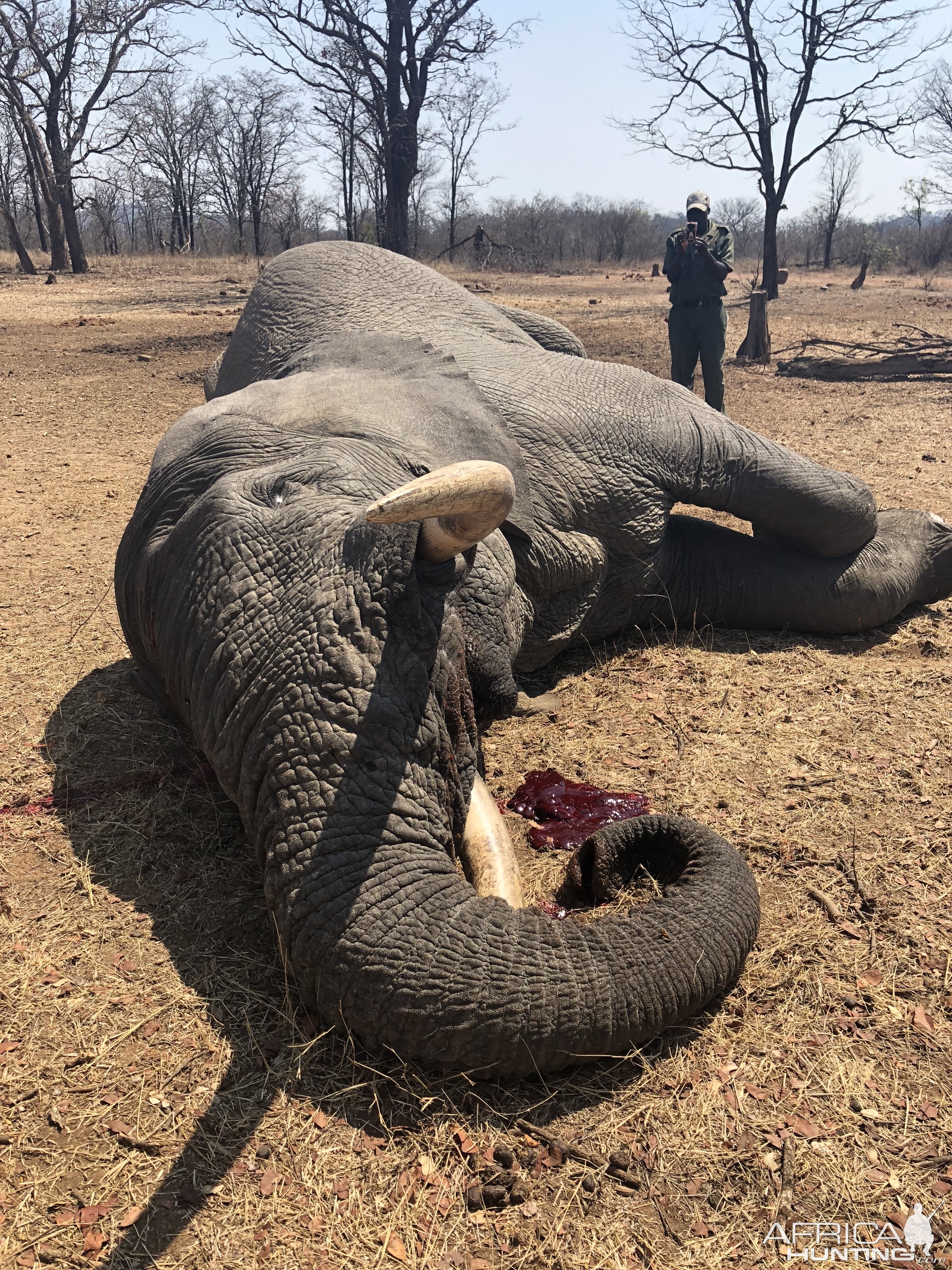 Hunting Elephant in Zimbabwe