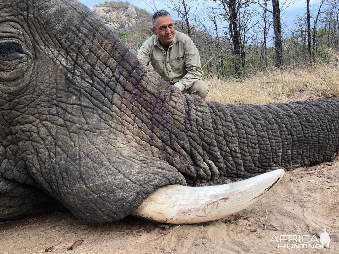 Hunting Elephant in Zimbabwe