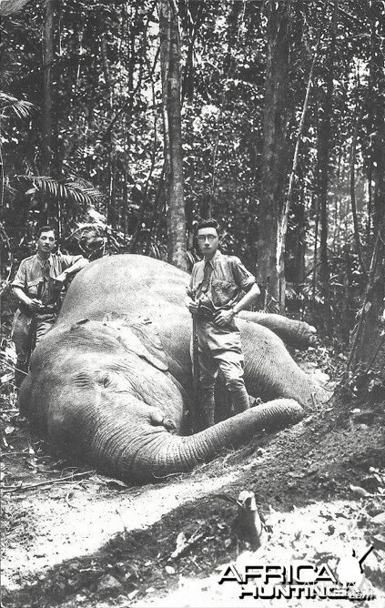 Hunting Elephant Malaysia