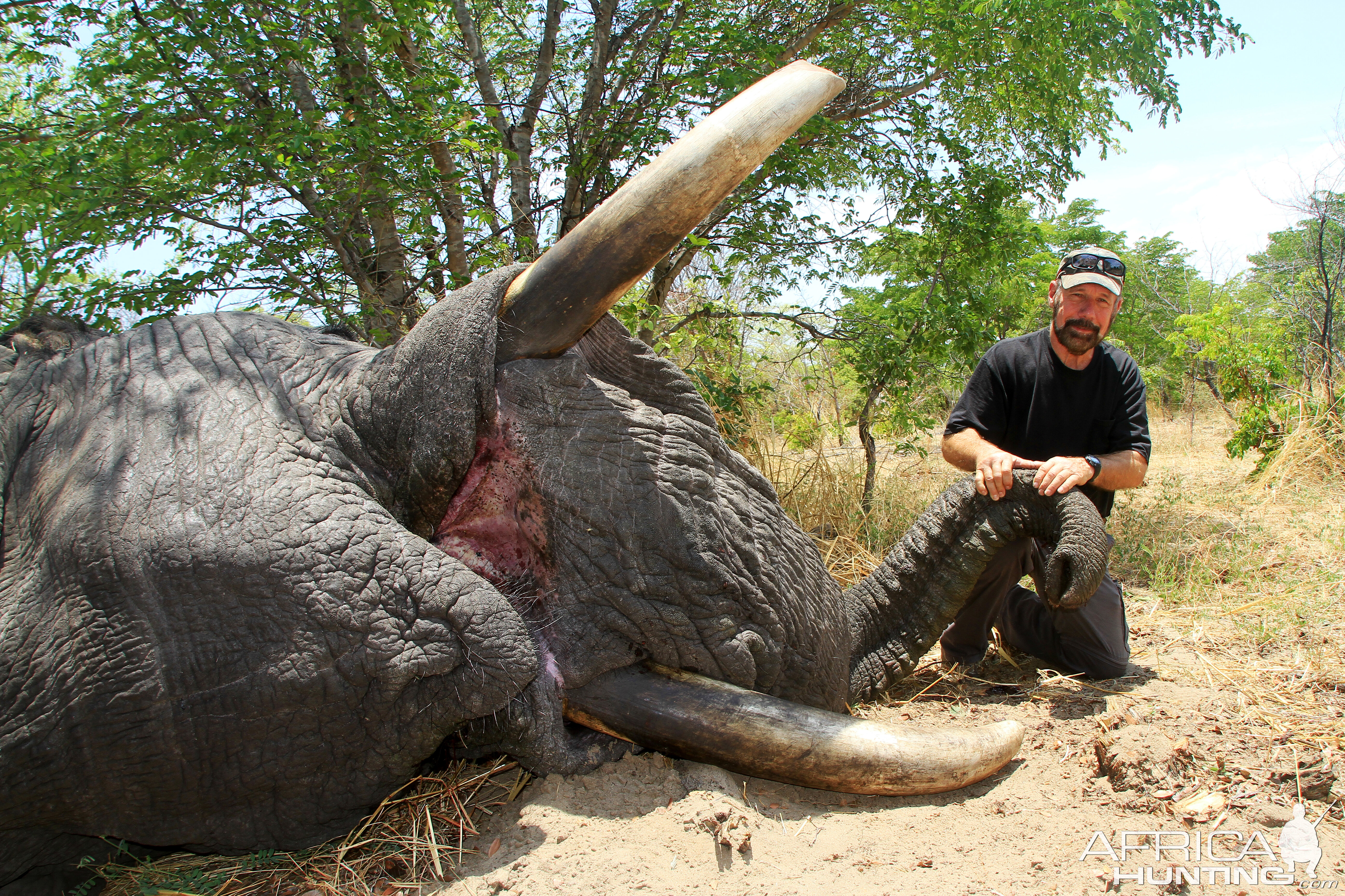 Hunting Elephant Namibia