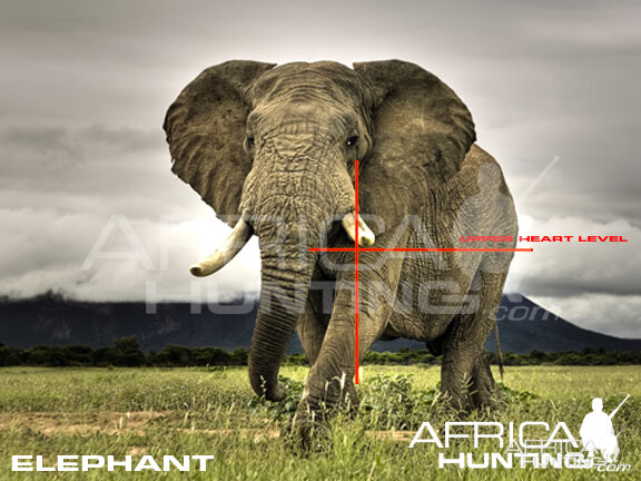 Hunting Elephant Quater View Shot Placement