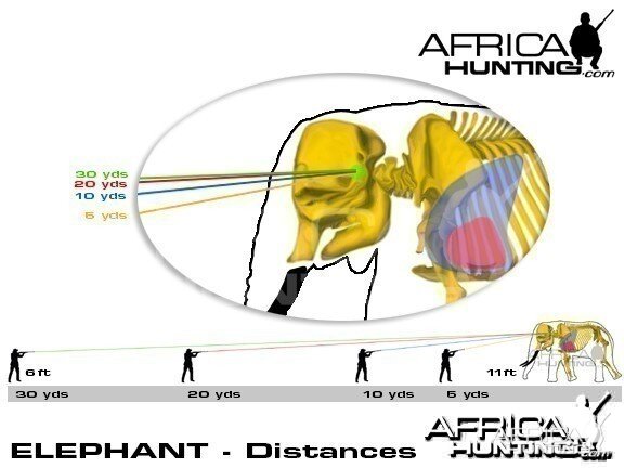 Hunting Elephant Shot Placement