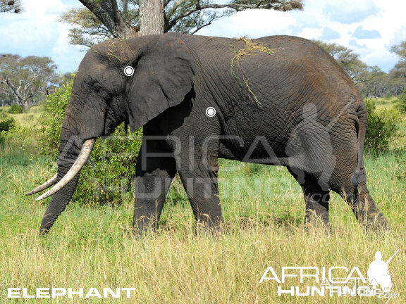 Hunting Elephant Shot Placement