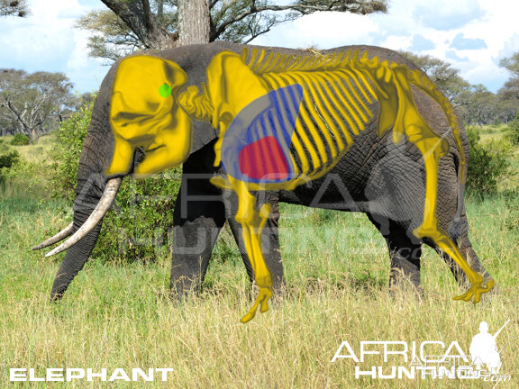 Hunting Elephant Shot Placement