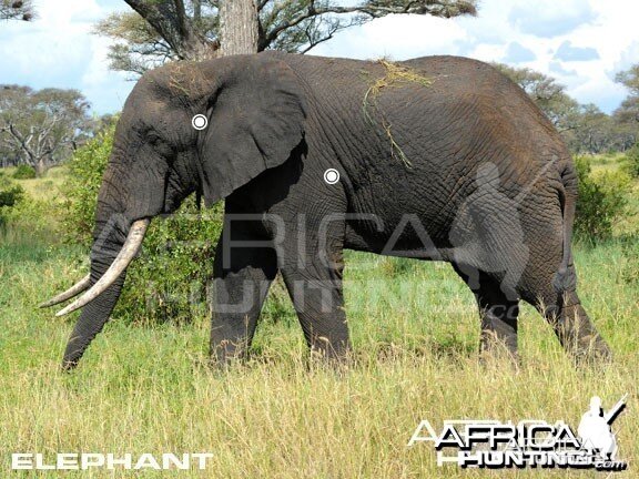 Hunting Elephant Shot Placement