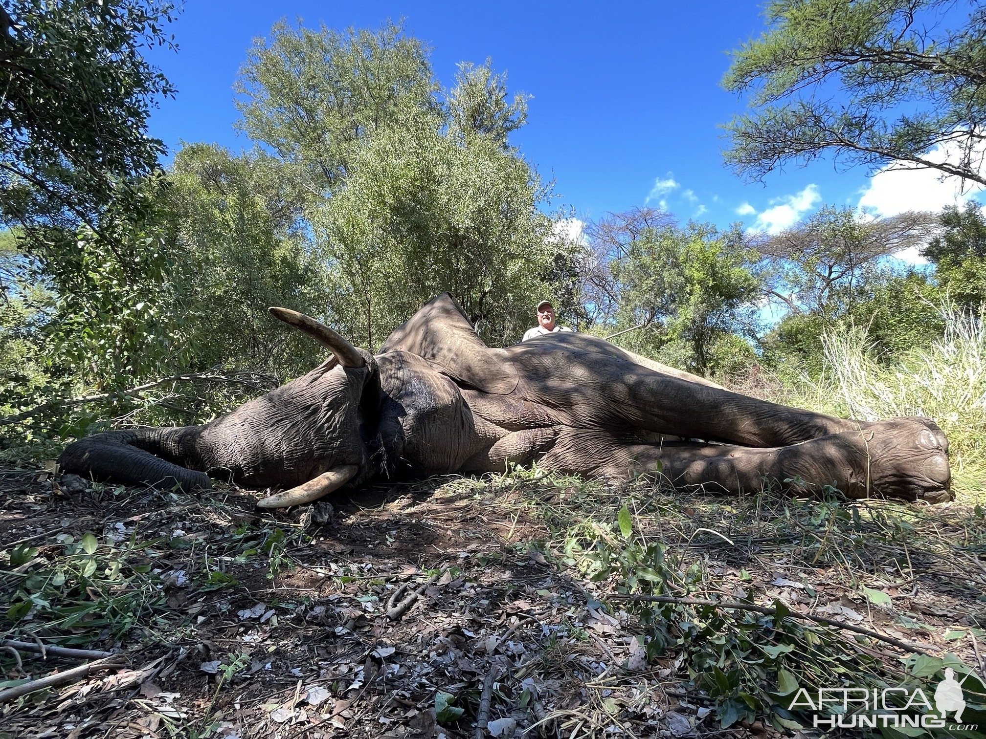 Hunting Elephant Zimbabwe