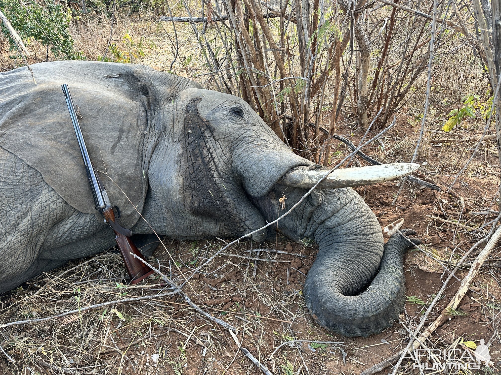 Hunting Elephant Zimbabwe