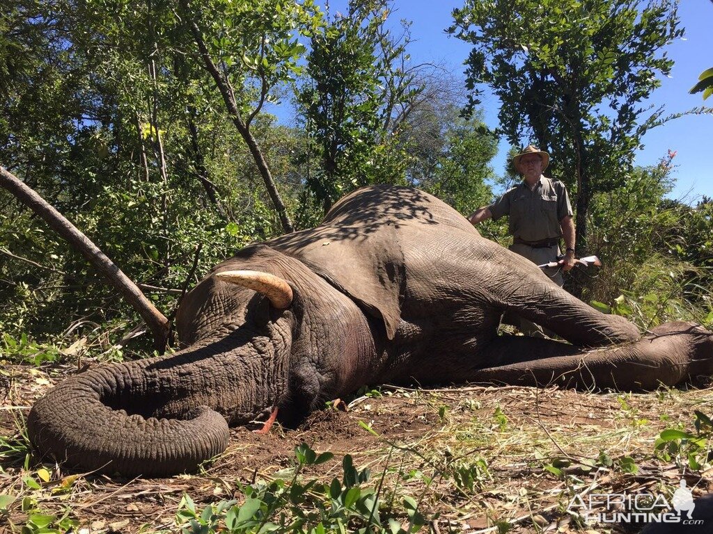 Hunting Elephant Zimbabwe