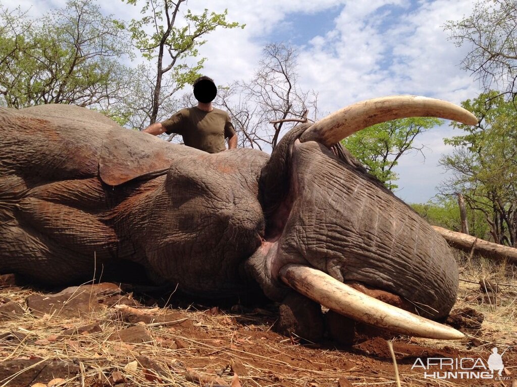 Hunting Elephant Zimbabwe