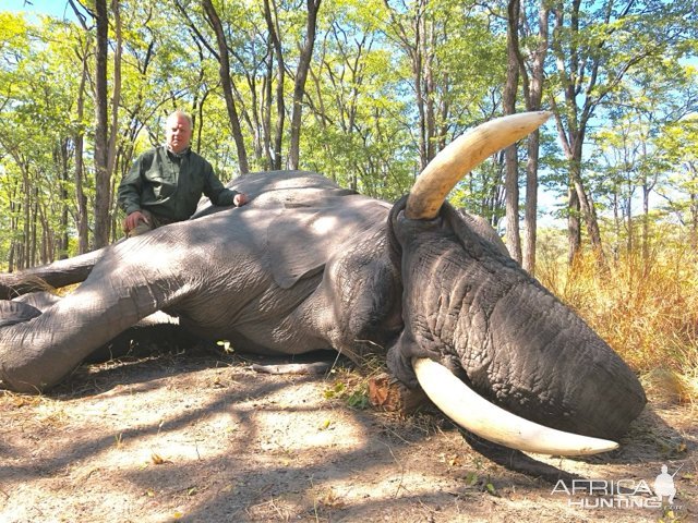 Hunting Elephant