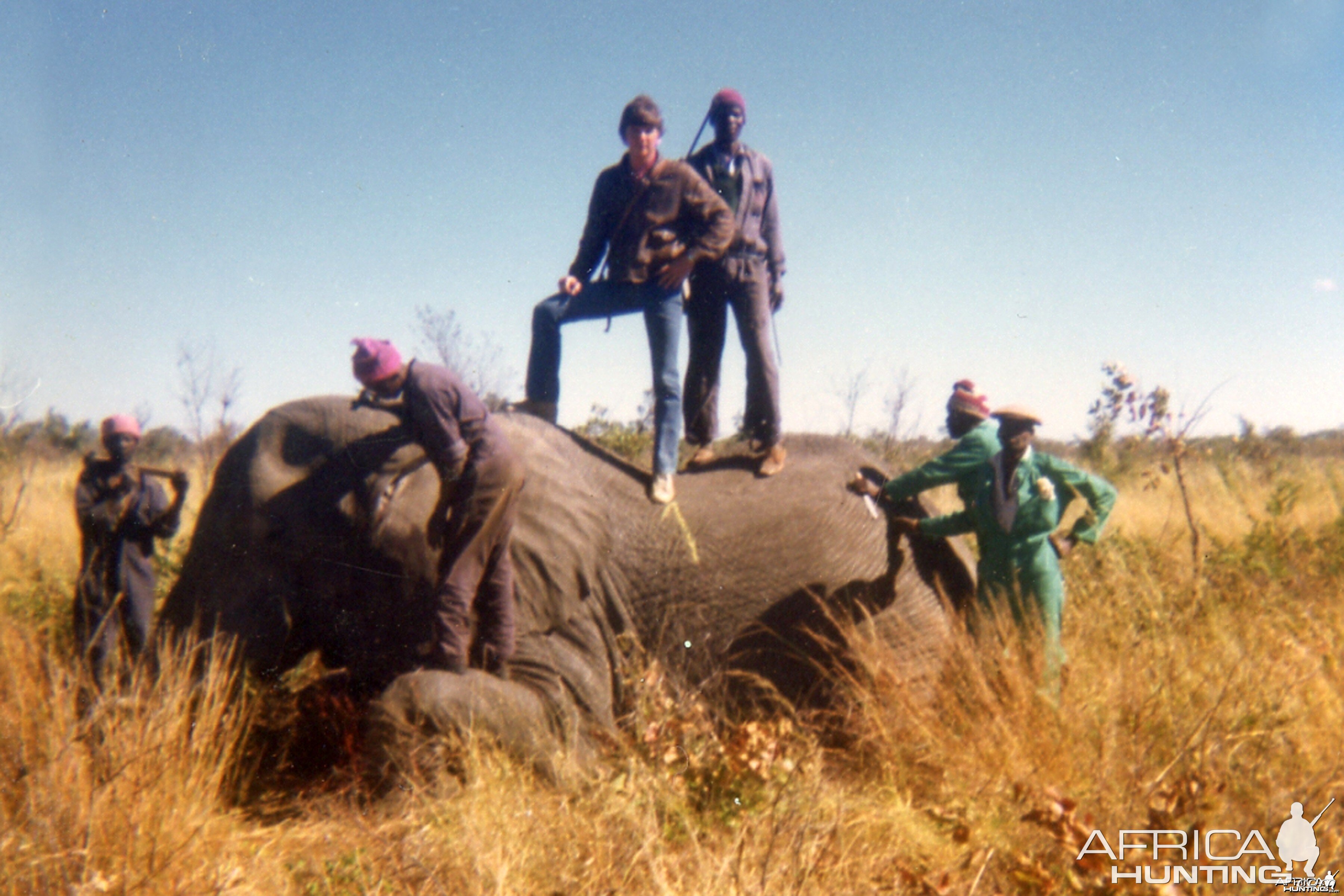 Hunting Elephant