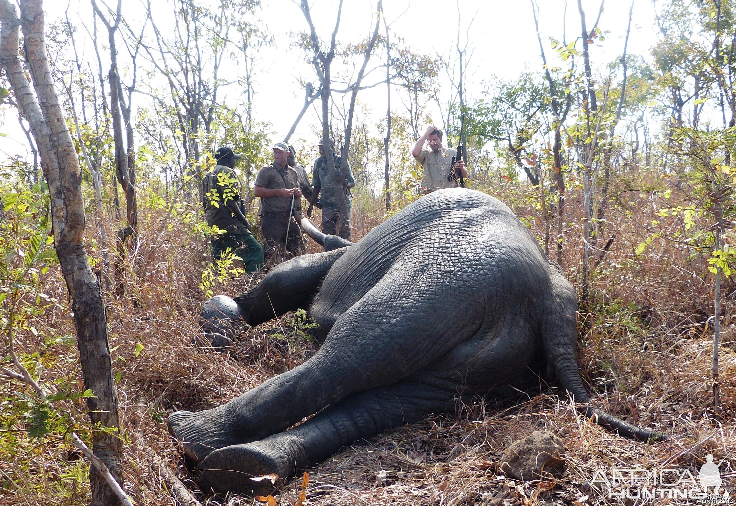 Hunting Elephant