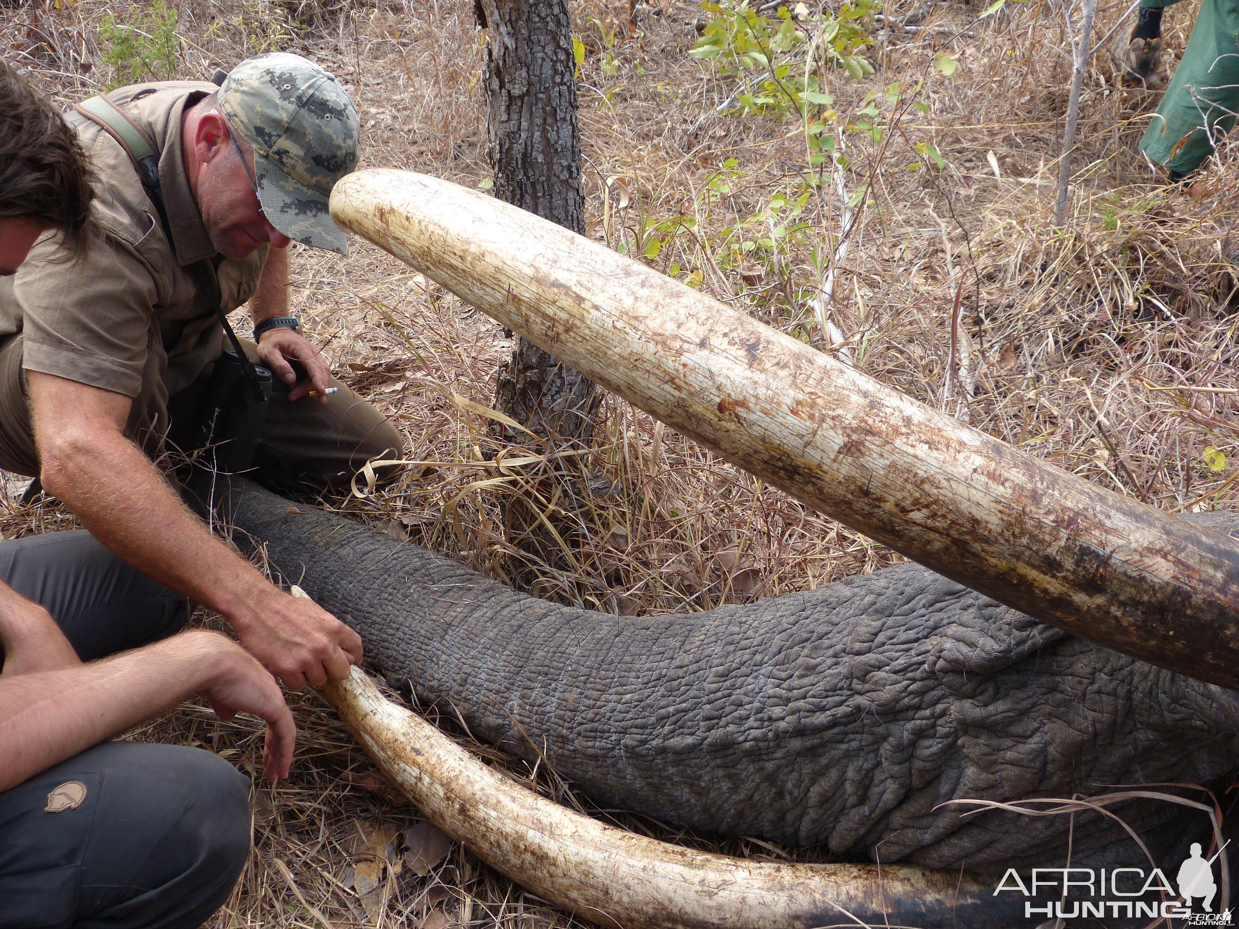 Hunting Elephant