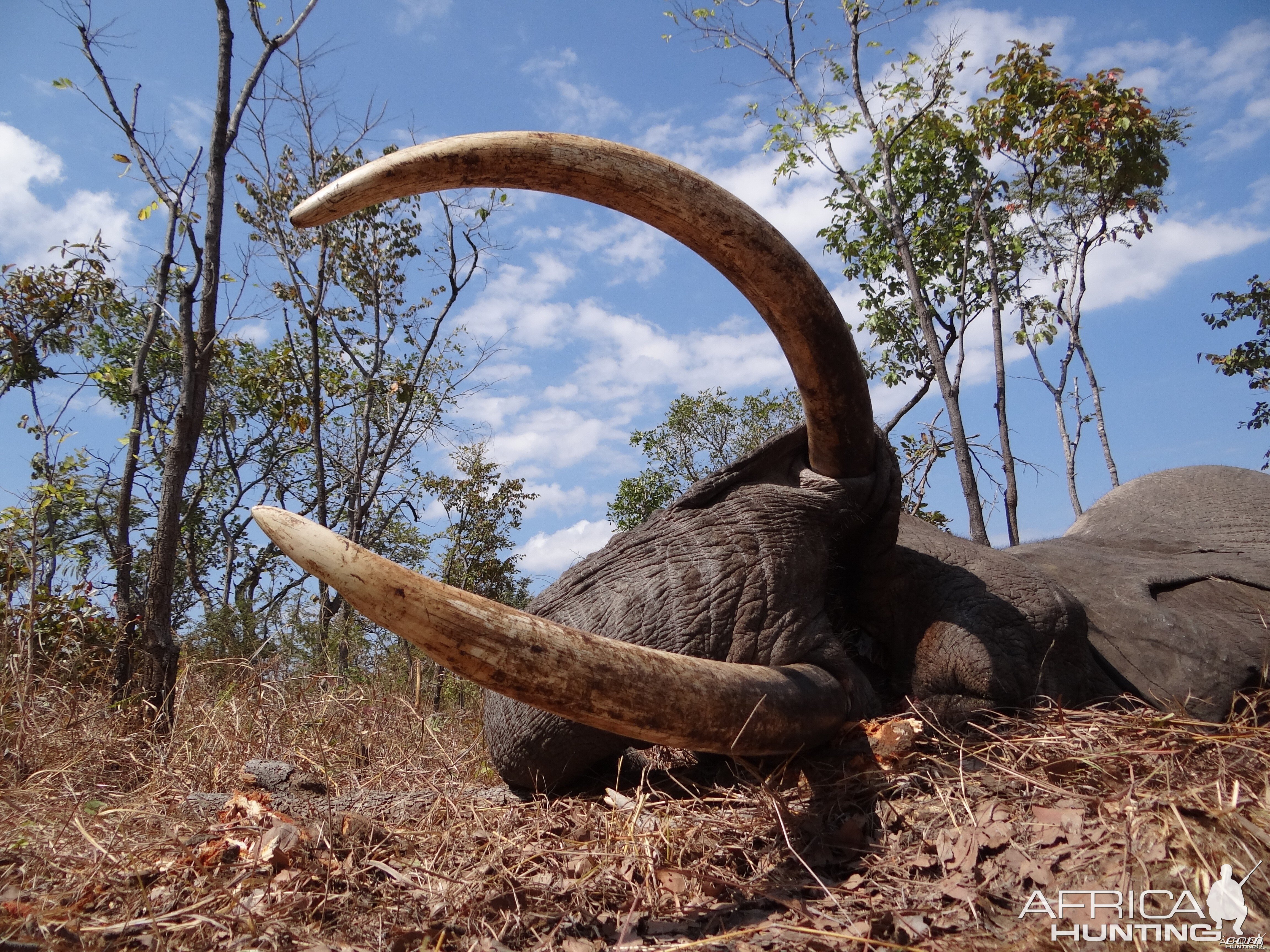 Hunting Elephant